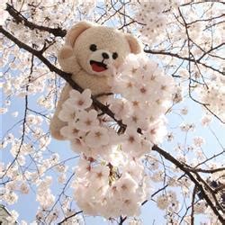 Teddy Bear Wallpaper Images Pink Teddy Beutiful Images