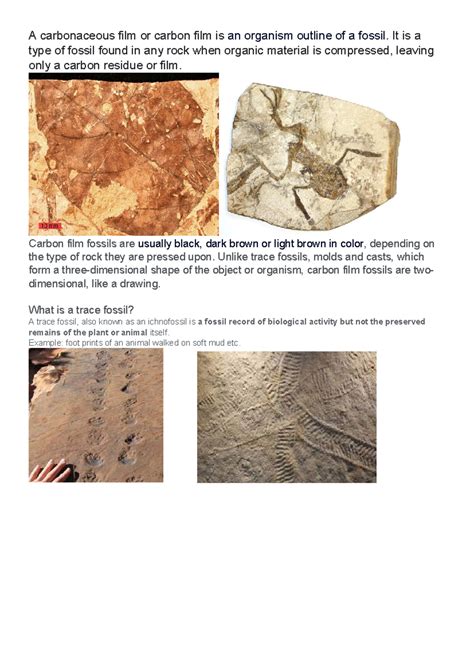 A carbonaceous film or carbon film fossil 23 - A carbonaceous film or ...