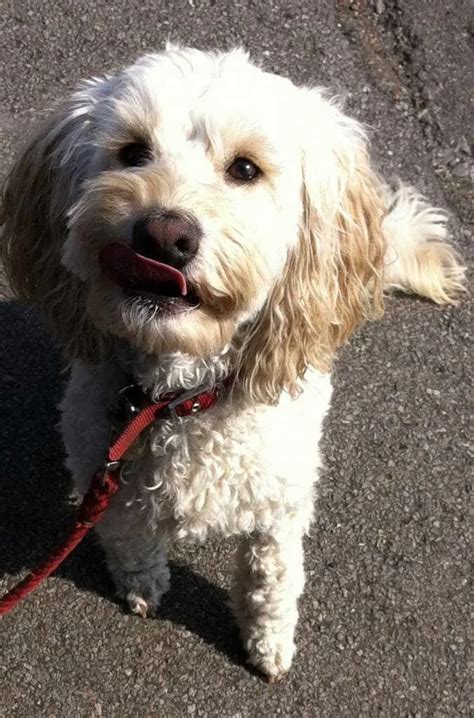 Image result for Cockapoo Dog Breed