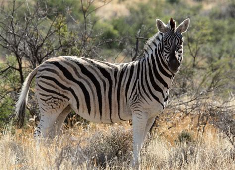 Definitive Guide To Burchell's Zebra Facts, Habitat, Conservation Status, Zoo Populations ...