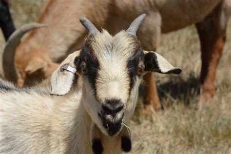 Where Did Kiko Goats Originate? (What You Need To Know)