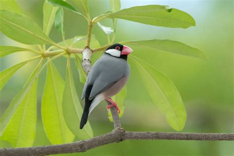 Image result for Java Sparrow Breed