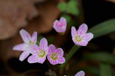 Free picture: Virginia springbeauty flower (Claytonia virginica ...