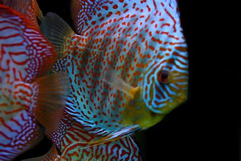 Image result for Blue Turquoise Discus