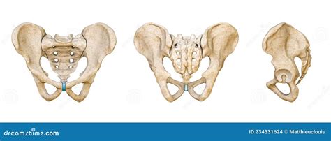 Anterior And Posterior Views Of The Sacrum Coccyx And Pelvis Bones | My ...