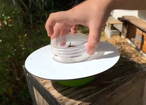 Image result for Bee Feeding Tips