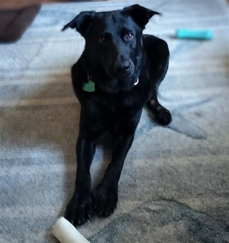 Sit Stay And Beyond LLC - Toms River, NJ Patch