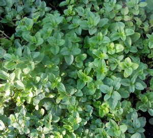 Biosnyg HERB Oregano Origanum VULGARE-250 x Seeds 500 Seeds Seed Price ...