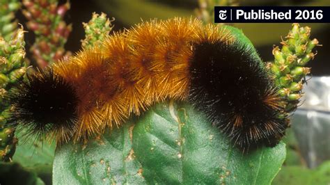 Can This Caterpillar Predict Winter Weather? Probably Not Very Well ...