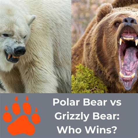 Polar Bear And Grizzly Bear We Have Some Paws Itively Exciting Polar