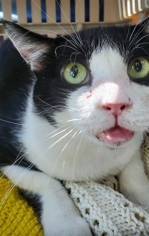 Rodent Ulcers aka Indolent Ulcers in Cats - Tails & Tips