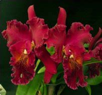 Amala Orchids Cattleya Orchid : Amazon.in: Garden & Outdoors