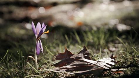 Wallpaper flower, leaf, nature, close-up hd, picture, image