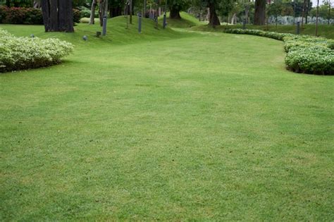 Grassy backyard Images - Free Download on Freepik
