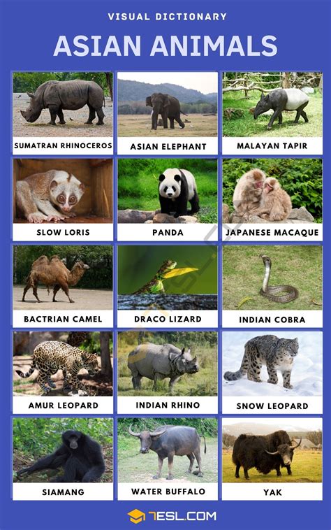 Discover Unique Animals Native to Asia