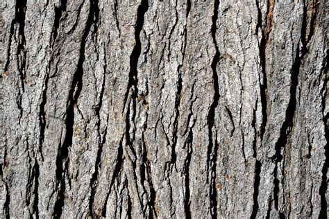 Image result for Tree Texture Drawing