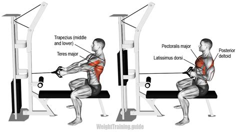 Image result for Cable Row Muscles