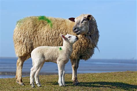 属羊人2022年全年运势详解 2022属羊运的贵人