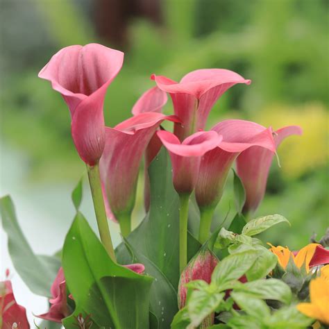 Pink Calla Lily Bulbs For Sale | Zantedeschia Pillow Talk – Easy To ...