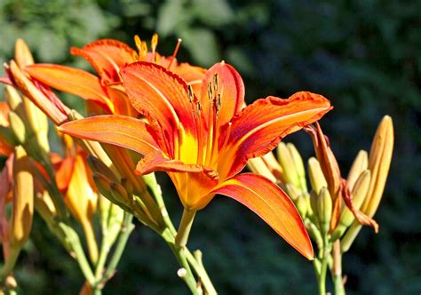 Tiger Day Lilies Flowers Blooming free image download