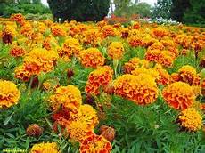 fiori perenni per aiuole piante perenni 32 variet 224 per bordura giardino balcone fiori perenni per aiuole piante perenni 32 variet 224 per bordura giardino balcone