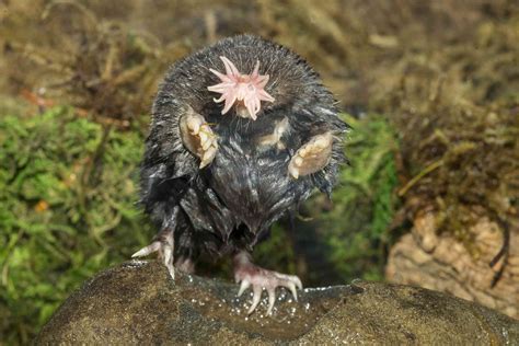 13 of the Ugliest Animals on the Planet