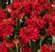 Monrovia Pink Mum in 1-Gallon Planter 5262 at Lowes.com