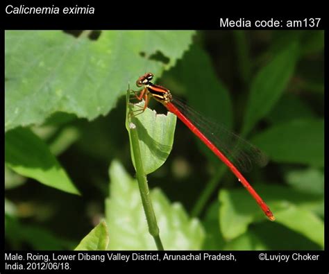 Calicnemia eximia | Odonata