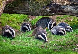 Image result for Cute Baby Badger
