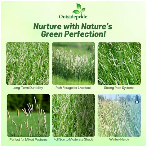 Timothy Grass Allergy Country Diary: A Brief History Of One Of Our