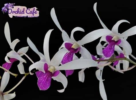 OrchidCafe