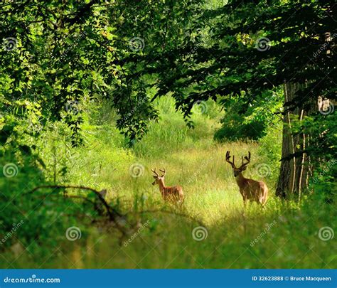 Whitetail Deer Bucks stock photo. Image of game, outdoors - 32623888