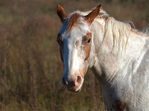 Horses with Medicine Hat Face Markings - The Equinest