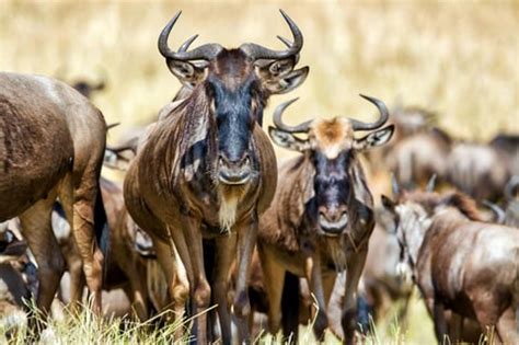 Africa’s wildebeest: Those that can’t migrate are becoming genetically ...