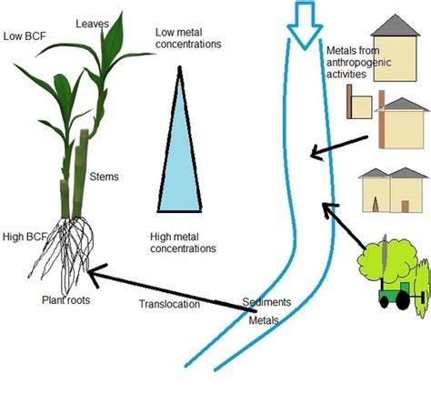 Quantifying Metal Contamination and Potential Uptake by Phragmites ...