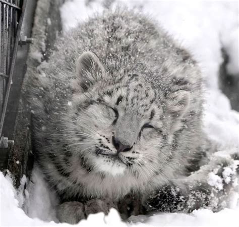 Snow leopard cute – Artofit