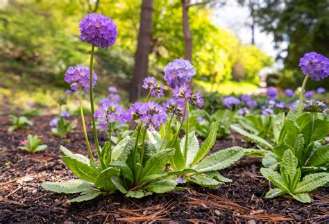 Perennials For Shade Evergreen Perennials | Portland Nursery