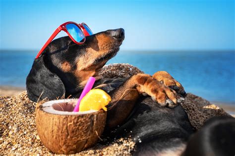 Best Hot Weather Dogs: Why These 9 Breeds Love the Sun – Dogster
