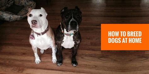 Image result for First Breeding Dogs