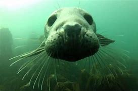 Image result for Cute White Seal Pups