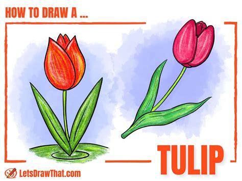 How to Draw a Tulip - Simple Step-by-Step Drawing