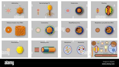 Image result for Virus Examples