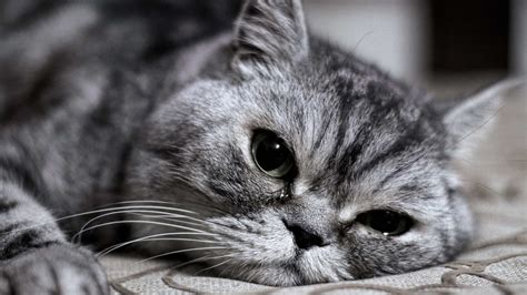 Do Cats Cry Tears When Happy at Toby Denison blog