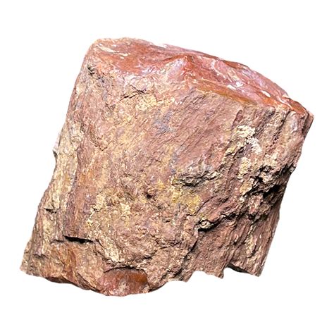 Fossilized Wood – CrystalCaveIndia