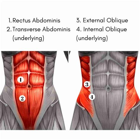 ABS Muscle Exercise 的图像结果