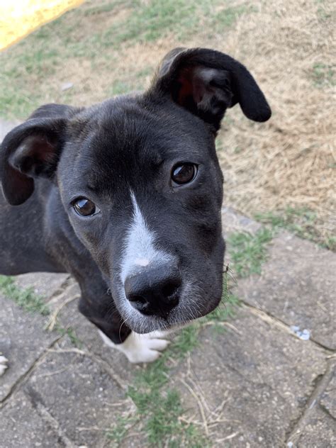 Whippet Boxer Pitbull Mix Rhodesian Ridgeback And Pitbull