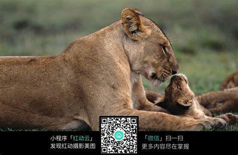 亲昵的母狮和小狮子图片免费下载_红动中国