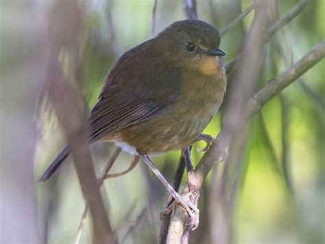 Iringa Akalat - eBird