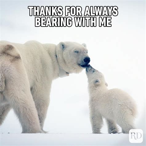 Funny Polar Bear Memes at Carole Spears blog