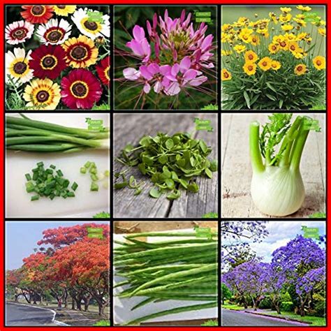 Creative Farmer Packet Combo Flower Seeds & Tree Seeds : Delonix Regia ...